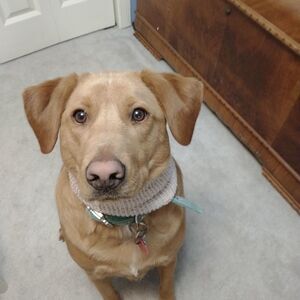 Hand Crafted Large Knit Dog Scarve Pet Clothes Knit Infinity Holiday Winter